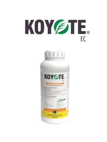 KOYOTE